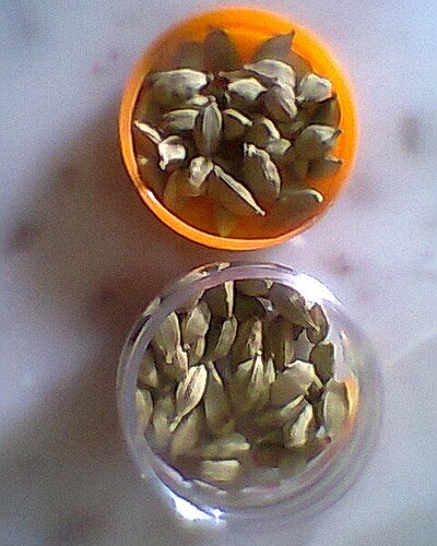 Cardamom