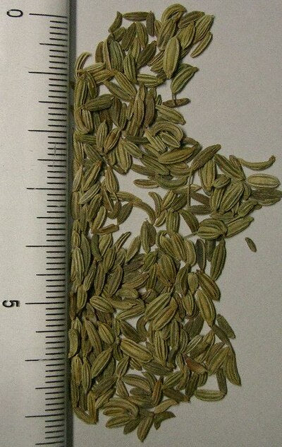 Fennel